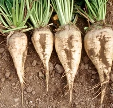 Sugar Beets Seed - Sweet Beet Root Vegetable Wildlife Food Seeds (0.50oz or 1oz)