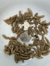 LIVE Black Soldier Fly Larvae, Large Size, Grain fed, Washed - 6000 count