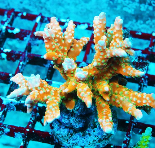 RRC Tropicane Anacropora Frag Zoanthids Zoa Paly SPS LPS Corals, WYSIWYG