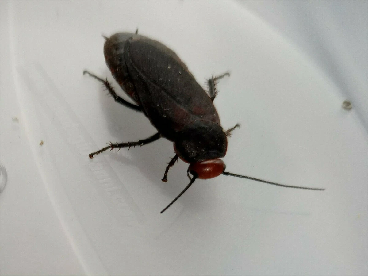 10 Red headed Cockroach Deropeltis erythrocephala Live food