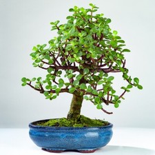 LIVE PLANT 1ft Elephant Bush - Portulacaria afra - Elephant food plan bonsai