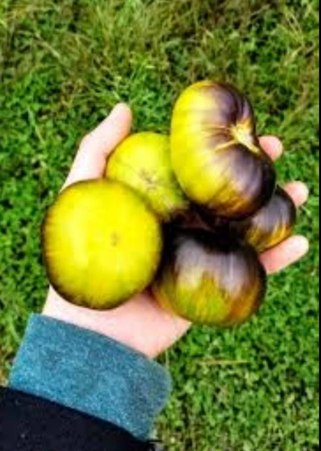 Xanadu Green Goddess Tomato 20+ Seeds | Exotic & Very Rare | Tomato Seeds - Image 2 of 4