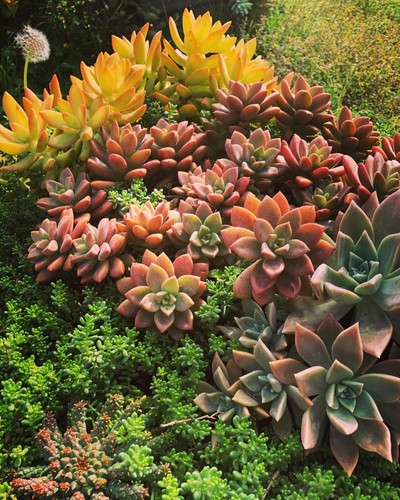 5 Bundles Cutting Or Bare Rooted graptosedum Bronze 4-6”+ - Picture 4 of 10