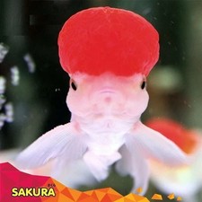 2x Sakura Gold Fish Growth  Jelly Enhancer Goldfish Food 100g