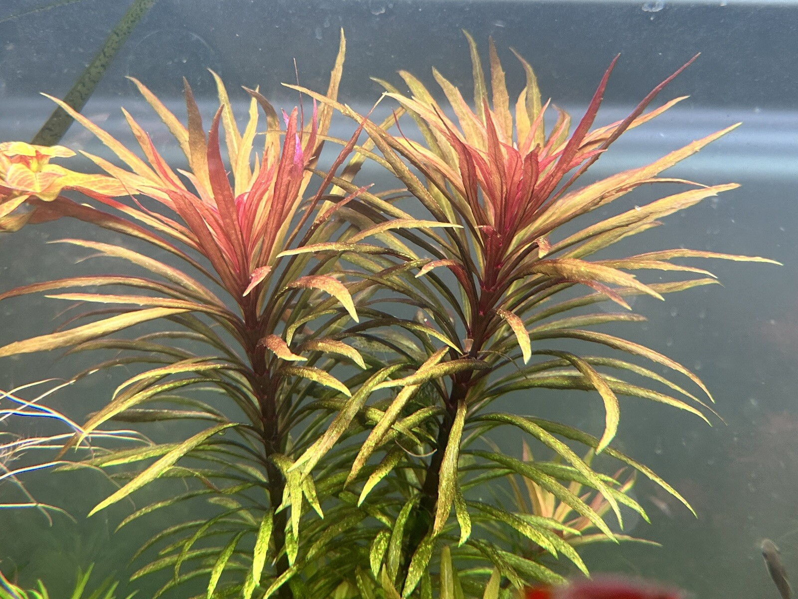 Pogostemon Sp Kimberly Rare Live Aquarium Plant eBay