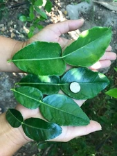 2 Pounds Fresh kaffir lime leaves, USDA certified/insp, asian spice grown in US.