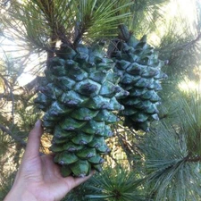 Pinus maximartinezii, Martinez Big-cone Pinyon, Maxipiñon