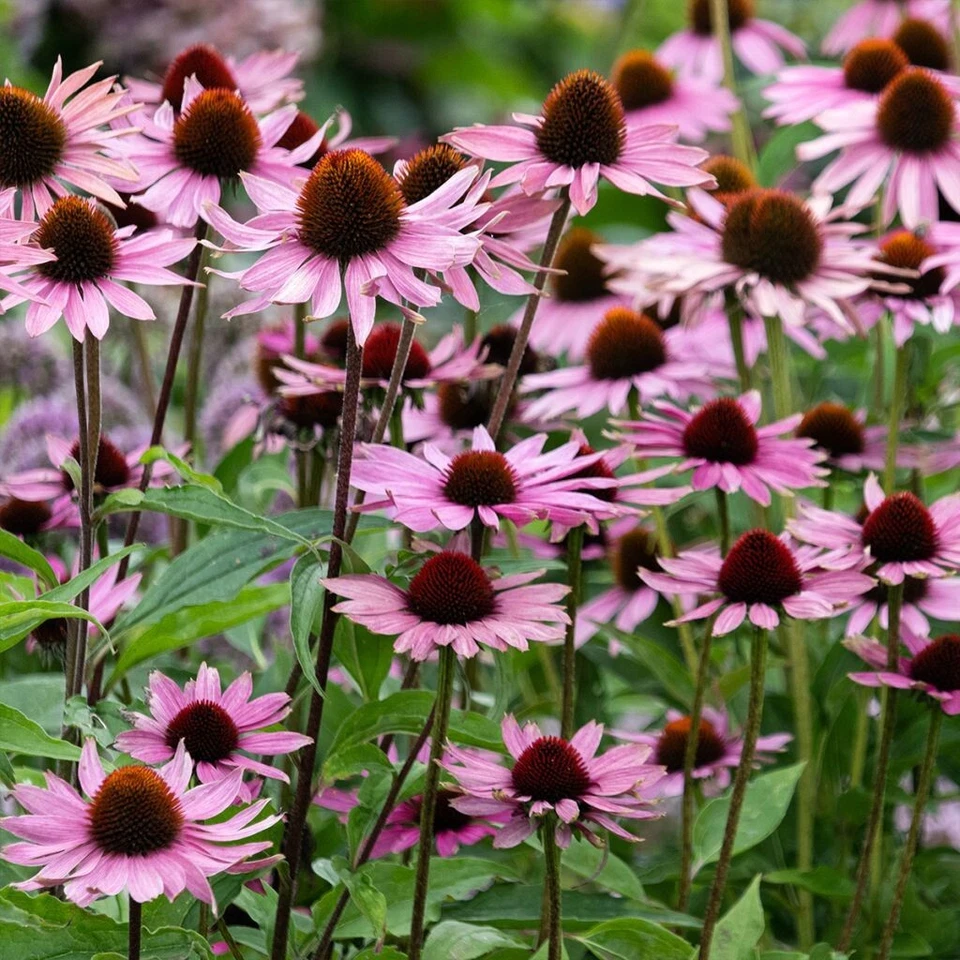 50 Graines RUDBECKIA VIVACE Pourpre Echinacea Purpurea Plante Médicinale Mellifè