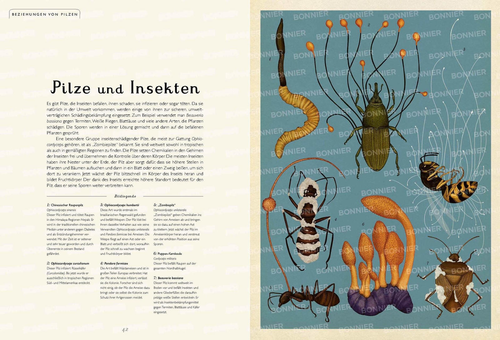 Thumbnail - Das Museum Der Pilze Ester Gaya