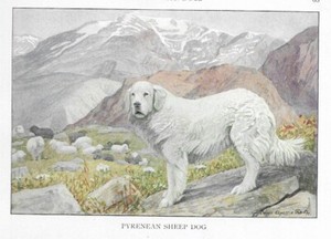 Great Pyrenees / Sheepdog - CUSTOM MATTED - 1927 Color Dog Art Print