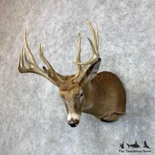 #23488 E+ | Whitetail Deer Taxidermy Shoulder Mount For Sale