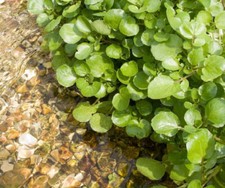 WATERCRESS CRESS SEEDS, HẠT XÀ LÁCH XOONG | NON-GMO | NEW SEEDS |