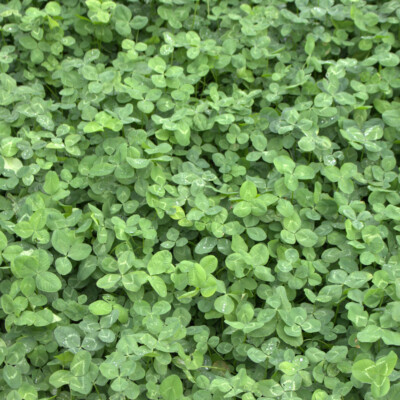 Weißklee Trifolium repens 25 kg Kriechklee Saatgut Grünland Ausdauernd 