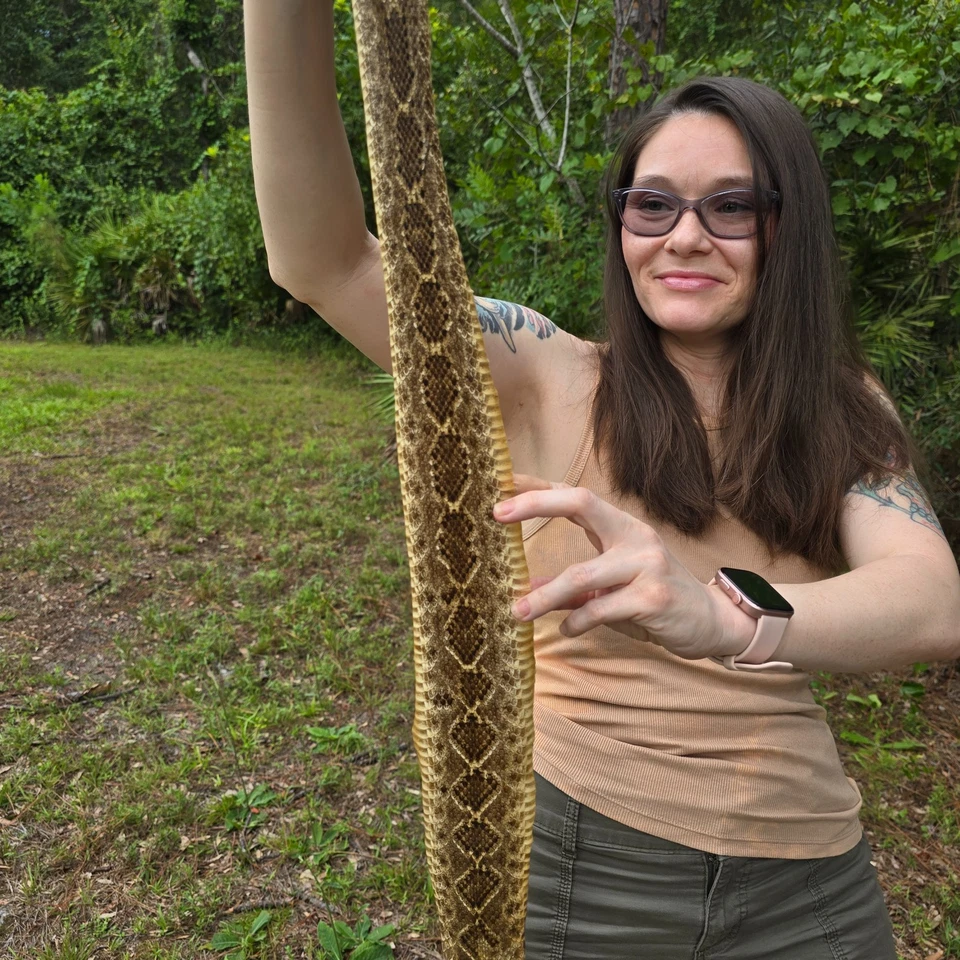 Rattlesnake skin hide pelt Leather Hide Western Diamond Back Costume Crafts - Image 2 of 4