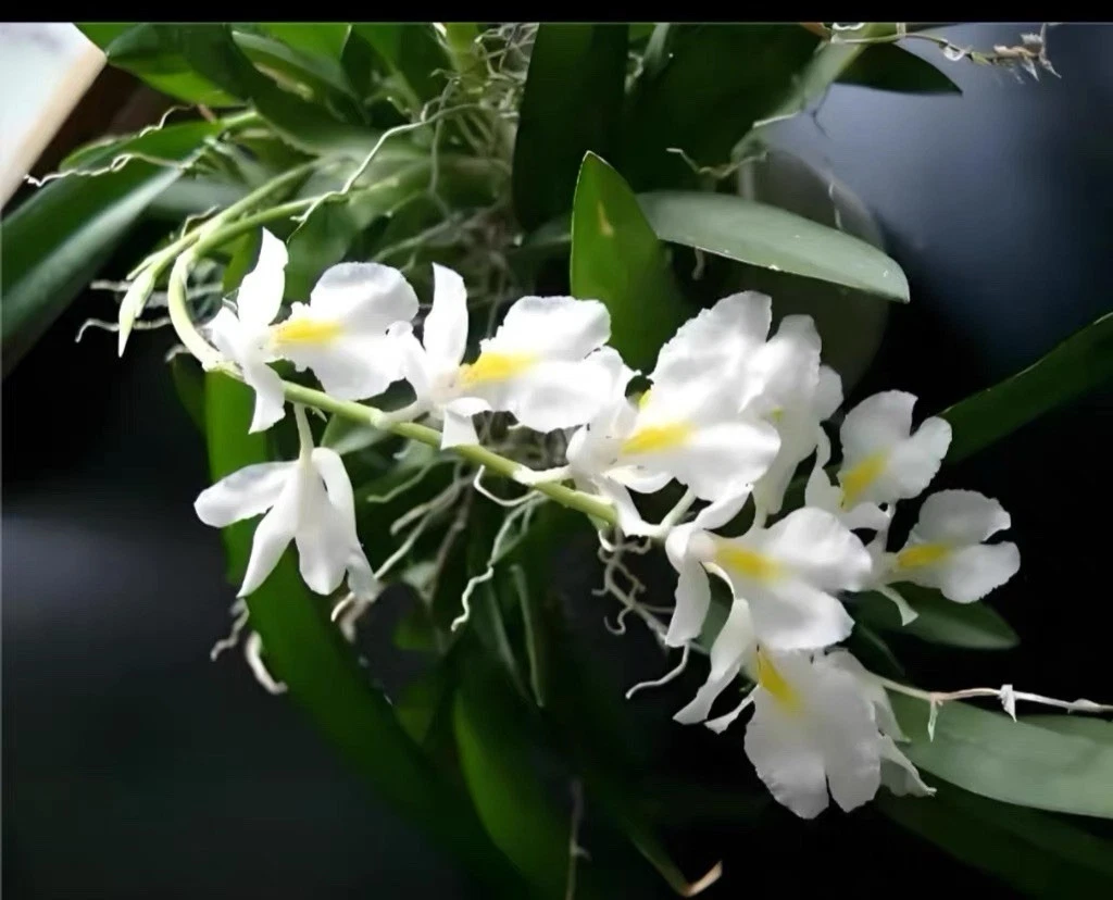 Rodriguezia venusta Rare South American Species Orchid Established Blooming
Opens in a new window or