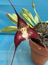 Dracula polyphemus ‘Hawk Hill’ Red Ivory Orchid Species Divisions 1.5-2” Pot