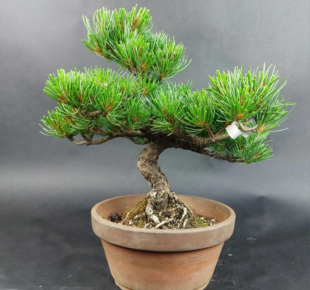 Pflanzen, Bonsai Pinus online kaufen | eBay.de