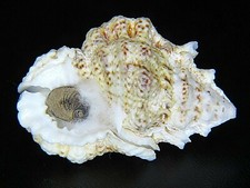 BURSA BUFONIA: LARGE & CLEAN @ 53.22MM W/OPERC!