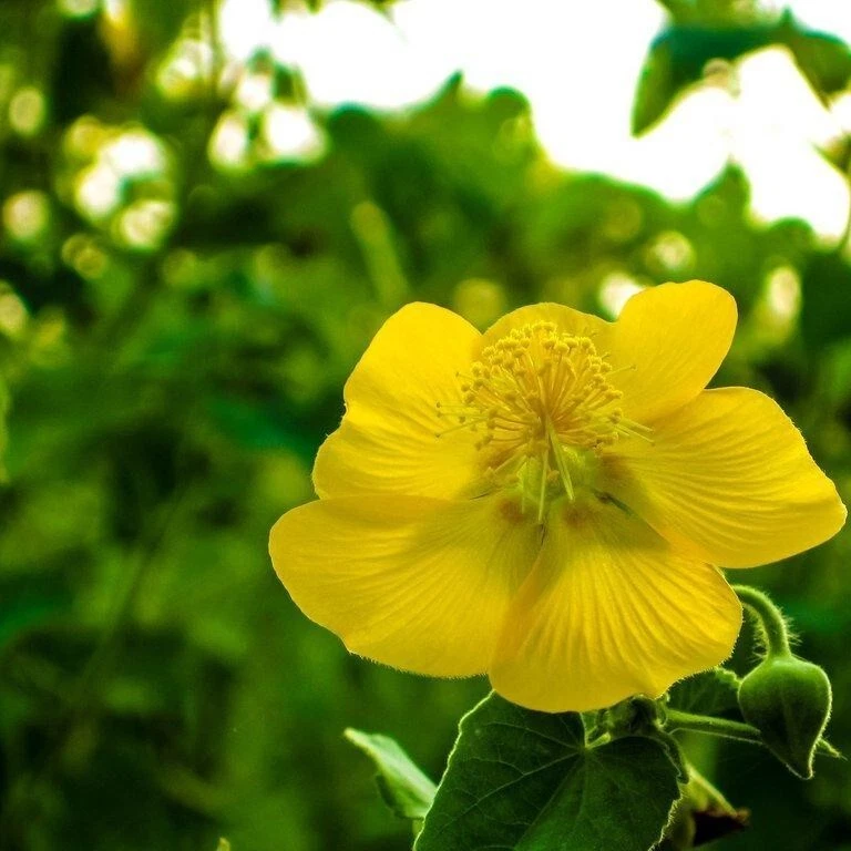 Abutilon in Gewurzelte Zimmerpflanzen online kaufen | eBay.de