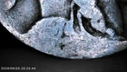 1929-D Buffalo Nickel — photo from another recent sale
