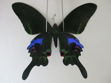 PA6559. Unmounted insect: Papilio arcturus. North Vietnam.