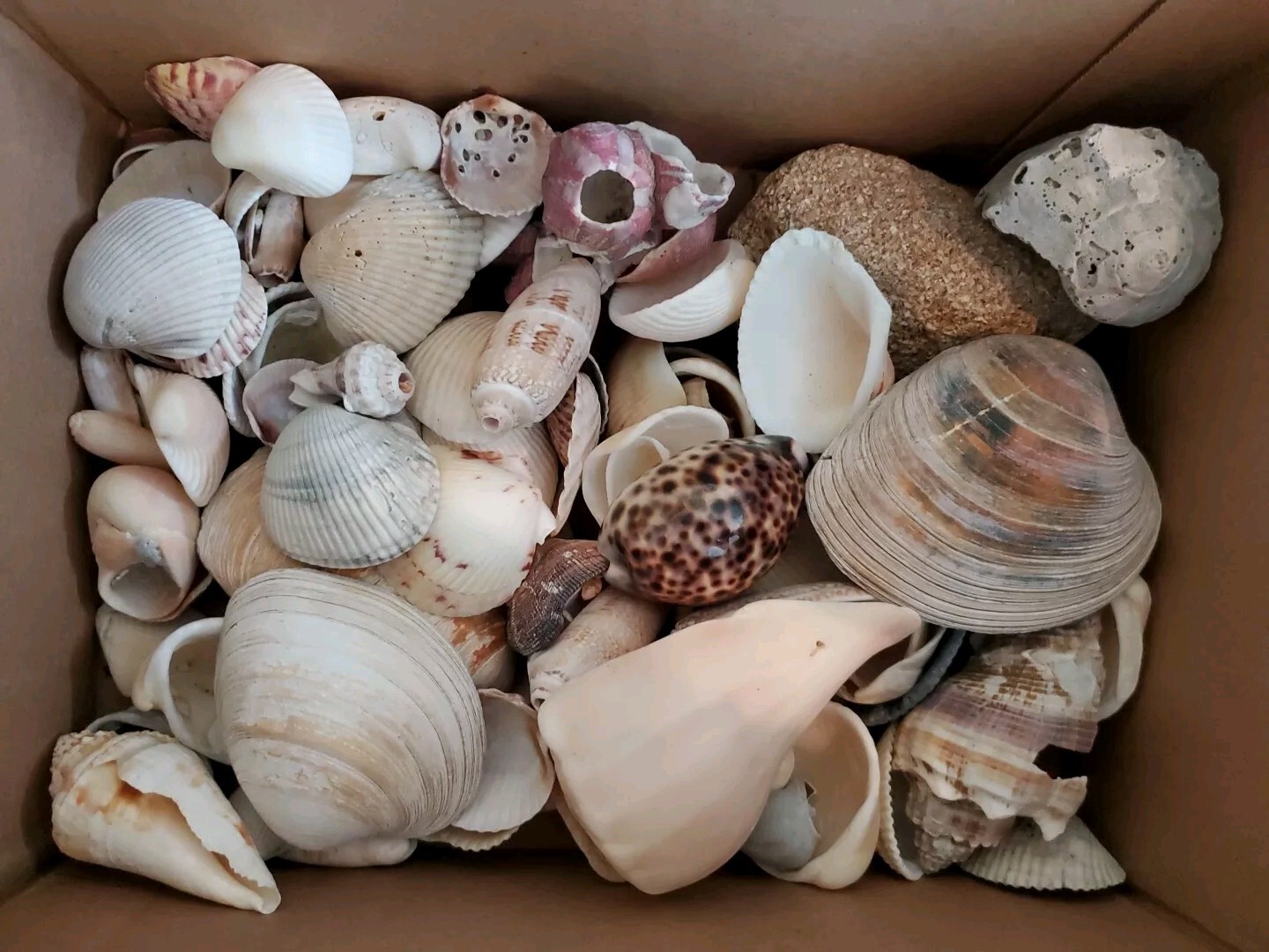 Lot of Sea Shells From Beach Florida 4.4lbs Beach Variety eBay
