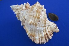 HUGE Tutufa bubo +opercular 265mm length =10.4 inch(482mm Waist)-Nature- color