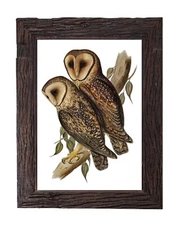 Vintage Barn Owl Illustration Antique Retro Home Decor 5x7 Wall Art Print