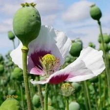 10,000 Organic, Stratified Tasmanian Papever Somniferum Poppy Seeds for Planting