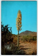 Giant Postcard Yucca Large Desert Flower Large Oversize Vintage Unused Columbia