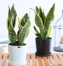 SANSEVIERIA TRIFASCIATA "GOLDEN LAURENTII"MOTHER-IN-LAWS TONGUE SNAKE PLANT 19-8