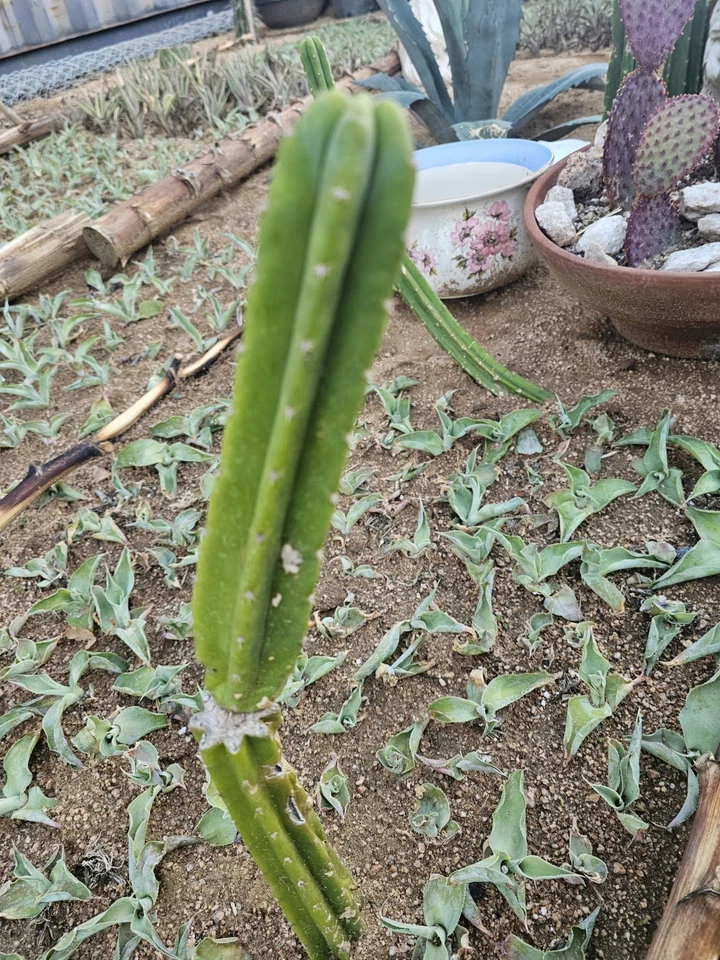 Green Columnar cactus, 8" + branch - Image 2 of 4