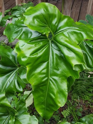 80001721 Philodendron roseospathum Greenplants Indoorplants Seeds 3 Samen  Blooms | eBay.de