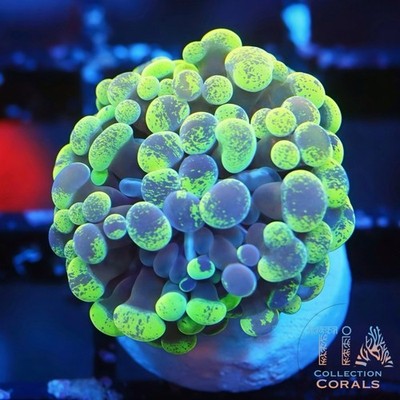 Splatter Purple and Gold Hammer | WYSIWYG | AUCTION | Live LPS Coral