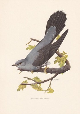 1960 COMMON CUCKOO Vogel Druck - Vintage Vogel Wandkunst Dekor - 7,5 x 10,6 Zoll