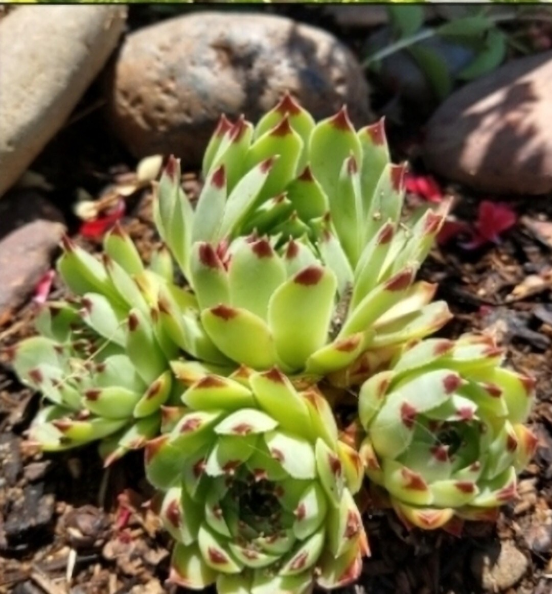 Succulents 50 Cuttings Assorted Varieties Live Unrooted Starter Plants