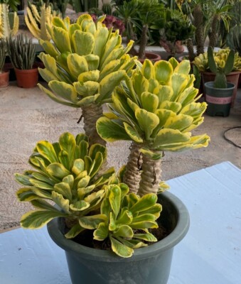 3PCS Succulent Plant Euphorbia poissonii variegated Plant beautiful Plant  7-9cm | eBay