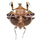 Deroplatys lobata Female Southeast Asian Dead Leaf praying mantis Malaysia
