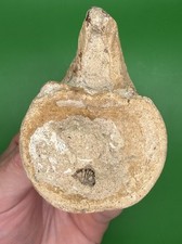 Carolina Fossil Whale Dolphin Fish Vertebrae Marine Mammal Miocene Megalodon Era