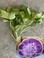 10  Okinawan Sweet Potato cuttings ( 6" / each)  Khoai Lang Tím Organic  grow