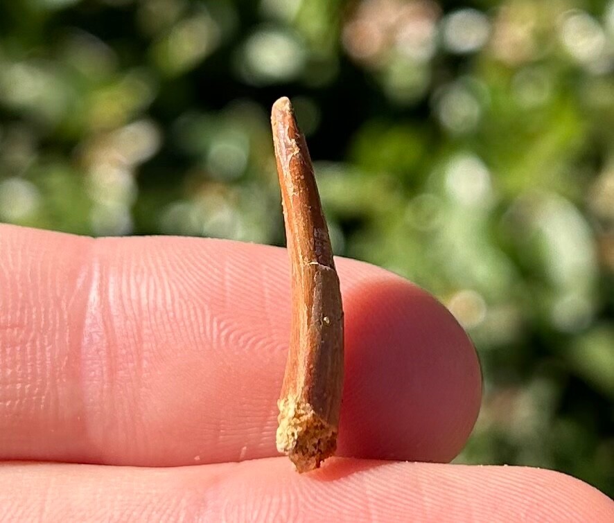 Pterosaur Flying Dinosaur Tooth Fossil Morocco Cretaceous Age Kem Kem