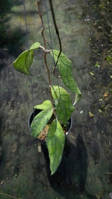Real Picture Hoya Clemensiorum Sp Hulu Gurung