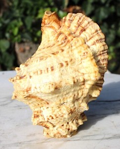 Natural Large Sea Snail Seashell Decor Standing