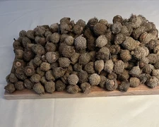 5 Lb Burr Oak Acorns Fresh 2025 Illinois Most Capped For Crafts, Wildlife, Seed