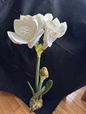 valerie parr hill 25” Amaryllis With Bulb