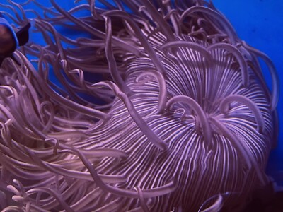Peppermint Pacific Long Tentacle Anemone live coral | eBay