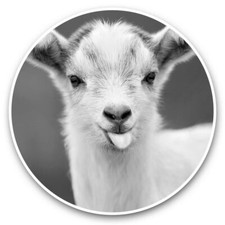 2 x Vinyl Stickers 15cm (bw) - Baby Goat Animals Pets Farm  #39465