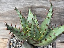 Aloe Broomii - Intense Red Spines - Selected Seedling For Biggest Spines!! Rare!