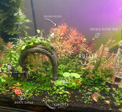 Aquarium Low Tech Starter 12 Variety Clipping Pack (5+ Different Plants)