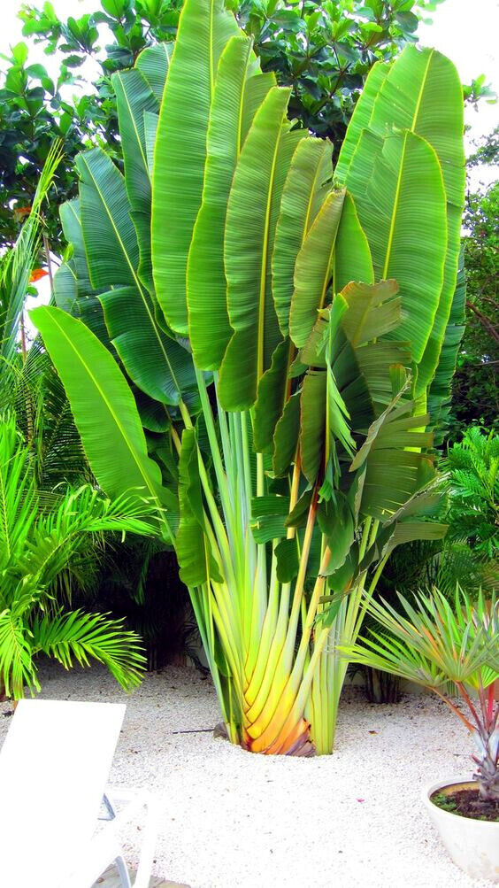 Ravenala sp. 'Honkondambo' – Red Travellers Palm – Buy seeds at